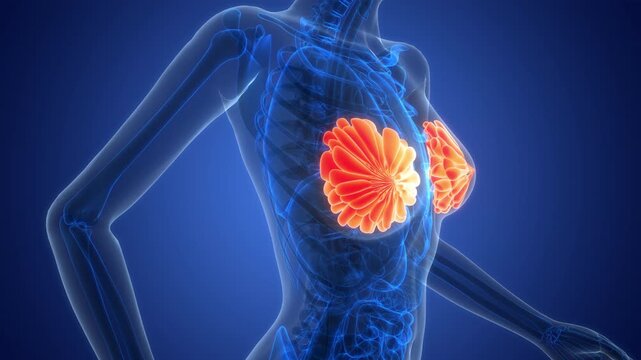 Female Internal Organs Mammary Glands Anatomy Animation Concept