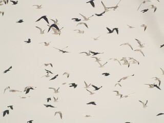A flock of birds over a landfill on a cloudy winter day. © Krzysztof