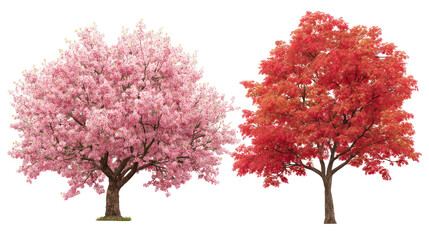Cherry blossom tree in full bloom with pink flowers and branches on transparent background