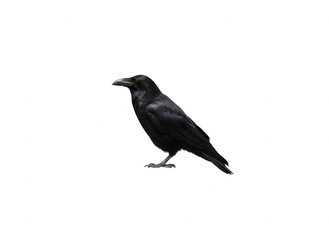 Fototapeta premium Black Crow Standing Isolated on White Background