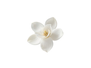 Fototapeta premium Elegant White Magnolia Blossom Isolated on White Background