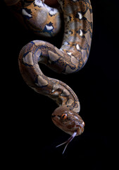 reticulatus python