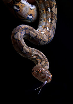 Python Reticulatus Lucy