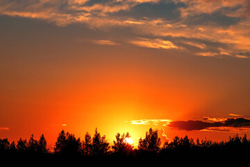 Beautiful summer sunset over the forest.