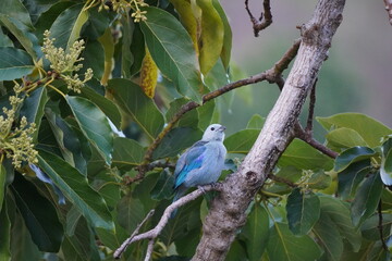 The blue-gray tanager is sitting on a brown tree branch in a green wood - close up. Trinidad and Tobago, Tobago, Castara, March 25, 2025.