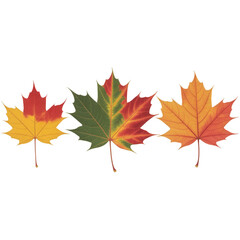 Obraz premium Three Maple Leaves in Autumn Colors on Transparent Background