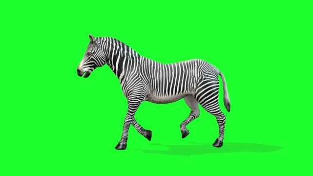 zebra walking idle green screen video