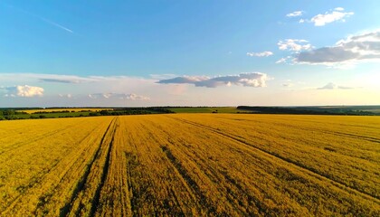 A vast expanse of golden wheat fields stretches beneath a vibrant summer sky, showcasing parallel rows and a serene rural landscape.