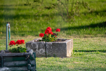 wooden crate in the garden filled with blooming red flowers