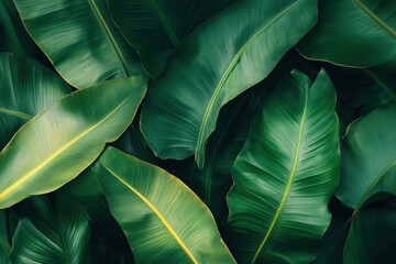 Obraz premium A stunning overhead view of large, green tropical leaves showcasing their lush texture and vibrant coloration, representing nature's beauty and serenity in the environment.