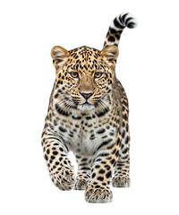 Obraz premium A vibrant and detailed photograph captures a young Amur leopard against a stark white background.