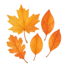 Watercolor Autumn Leaves � Transparent PNG