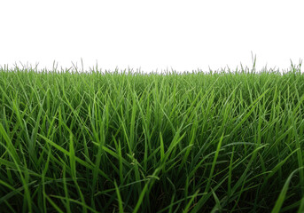 Lush Green Grass Field with Transparent Background, Fresh Growth and Vibrant Texture