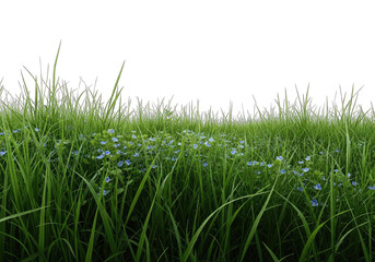 Fototapeta premium Lush Green Grass with Delicate Blue Flowers on Transparent Background for Design