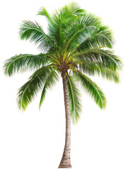 Coconut tree with textured trunk and large green fronds on transparent background