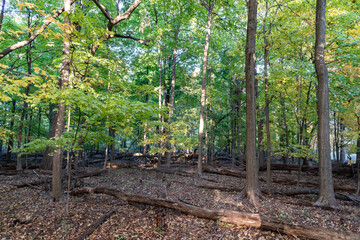 Nature in fall season. Autumnal sunny day. Seasonal leaves on tree. Natural autumn leaves. Autumn beauty of nature. Fall season nature. Fall leaves of yellow tree. Autumn tree. Falling leaves
