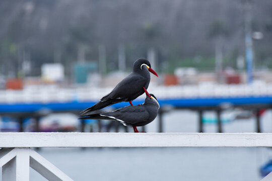 Inca terns (zarcillos o piqueros) engaging in mating behavior on a railing along the coast of Lima, Peru. A seabird species native to the southeastern Pacific Ocean recognized by its dark gray plumage