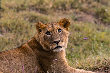 Close-Up Portrait of a Wild African Lion Resting in the Grassland of Kenya Safari