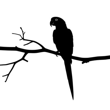 Elegant parrot silhouette perched on tree branch