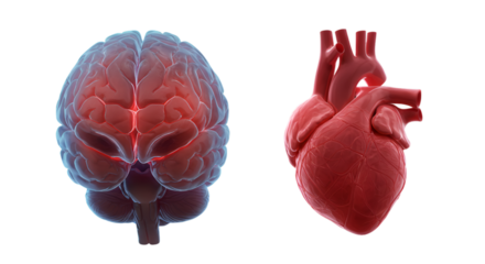 Interconnectedness Heart and Brain vital human organs signaling health and life force on a black