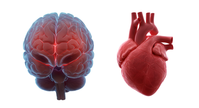 Interconnectedness Heart and Brain vital human organs signaling health and life force on a black