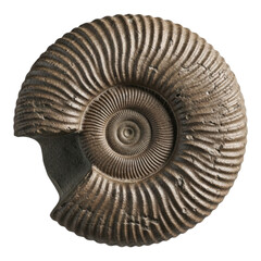 Close up of a fossilized ammonite with intricate spiral patterns against a black background in neutral tones created with generative ai