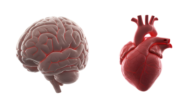 Exploring the intricate connection between a human brain and a heart against a sleek black