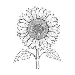 Fototapeta premium abstract flower background. Sunflower hand made art.