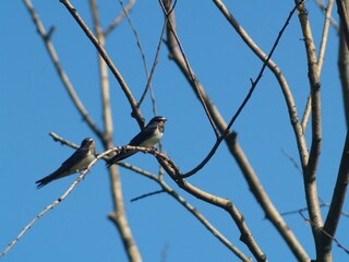 Swallows on a tree branch