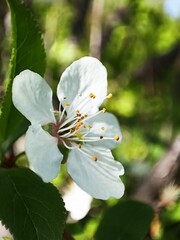 Photo of a delicate white flower blossoms in the spring, showcasing its intricate floral details