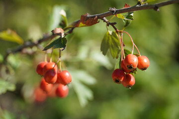 Hawthorn Crataegus bush fruits leaves nature flora Bulgaria