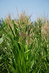 Corn plant of the family Cereals Zea mays food forage industrial crop field flora nature agriculture