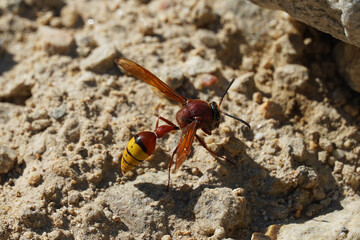 Delta unguiculatum a species of solitary wasps of the family Vespidae insect hymenoptera nature