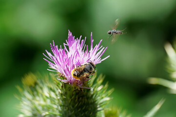 Megachiles bee insect sits on a flower and broad-legged fly midge in flight flora and fauna nature