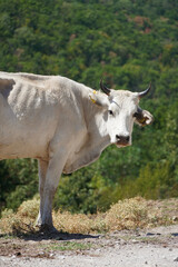 big gray cow of kiana breed in nature fauna mountains trees Bulgaria