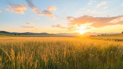 Fototapeta premium Golden Field under the Sunset: A serene, golden field bathed in the warm embrace of the setting sun, under the painted sky in late summer or early autumn, a tranquil landscape of growth, promise.