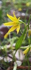 Photo of a delicate yellow wildflower blooms in the spring sunlight, adding a touch of beauty to nature