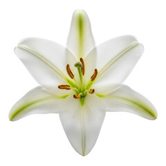 Fototapeta premium A close up shot of a white lily flower with green accents against a black background in full bloom created with generative ai