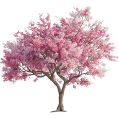 Delicate cherry blossom tree with vibrant pink flowers on transparent background