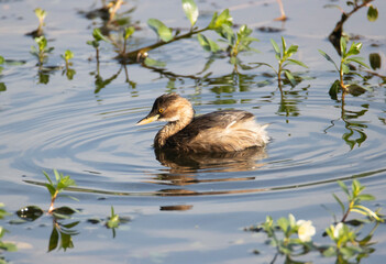 Little Grebe or dabchick Swimming in Water