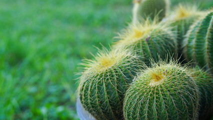 Echinocactus grusonii cactus