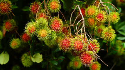 Red rambutan fruit hanging from the tree