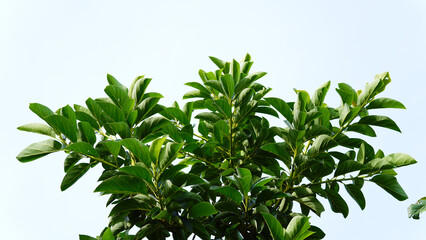 Close-up of an avocado leaf against a sky background.