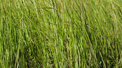 Lush green grass swaying gently under the afternoon sun
