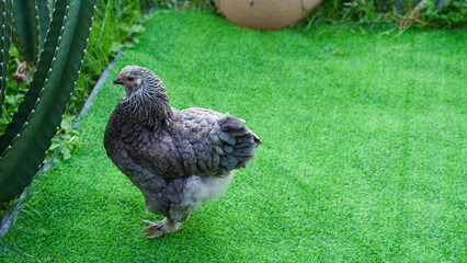 Beautiful colorful chickens are walking in the grass.