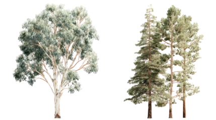 Eucalyptus tree with tall straight trunk and narrow leaves on transparent background
