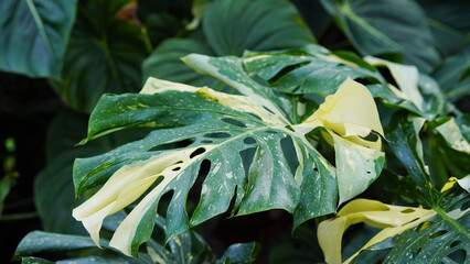 Close up of yellow and green Monstera Thai constellation leaves in the garden. © Tyada_Nam