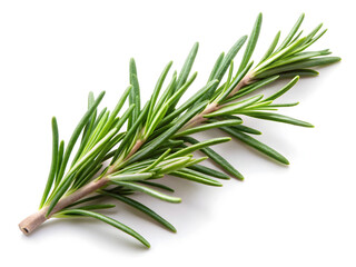 Fototapeta premium Fresh Rosemary Herb Botanical Detail Green Needle Leaves Aromatic Plant Culinary Organic Close Up Natural