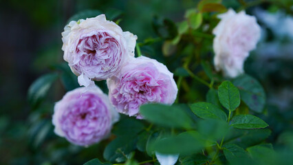 Beautiful Japanese pink rose flower plant in the garden. Blooming rose decoration.
