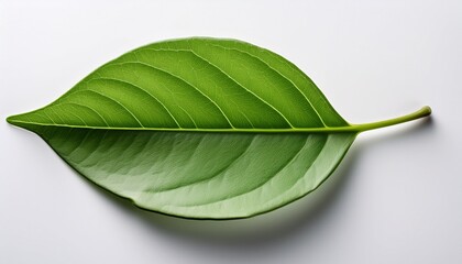 Obraz premium close up of a fresh green leaf on a white background on a white background pristine layout